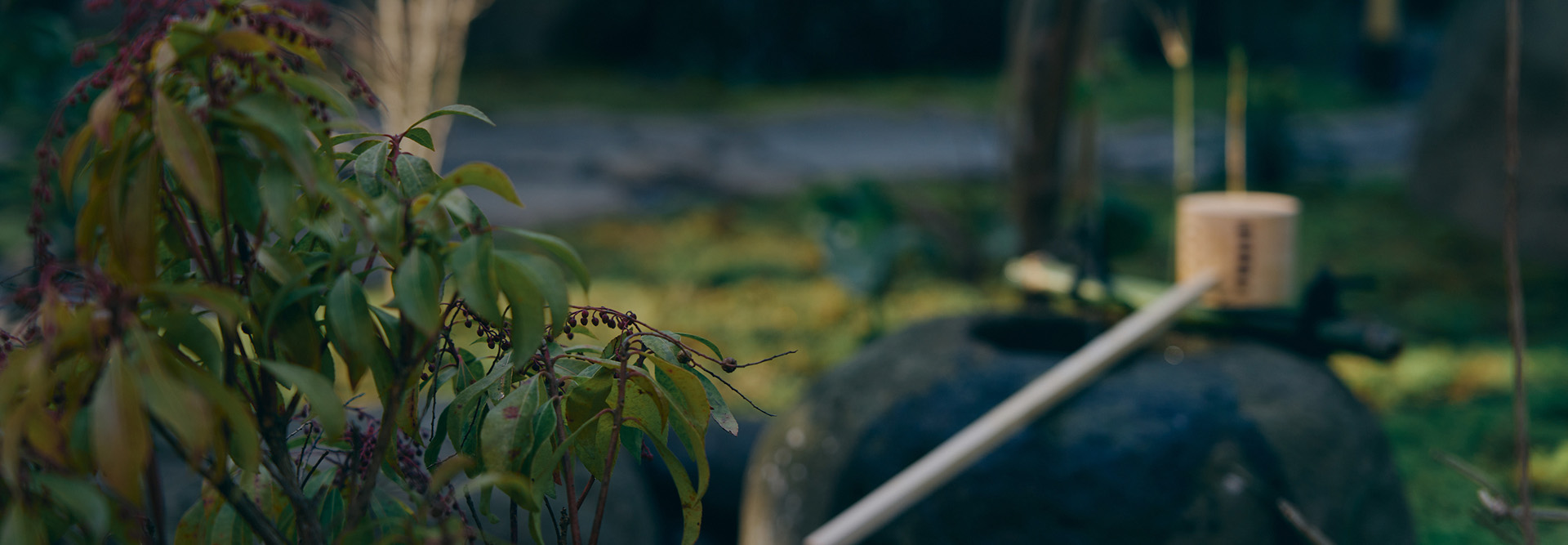 庭園にある、苔むしたつくばい（石桶）と、その上に置かれた竹の柄杓。