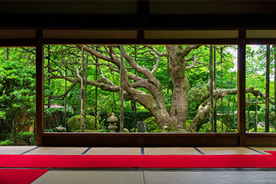 宝泉院の庭園
